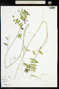 Vicia sepium image