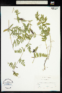 Vicia sepium image