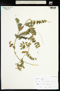 Vicia sepium image