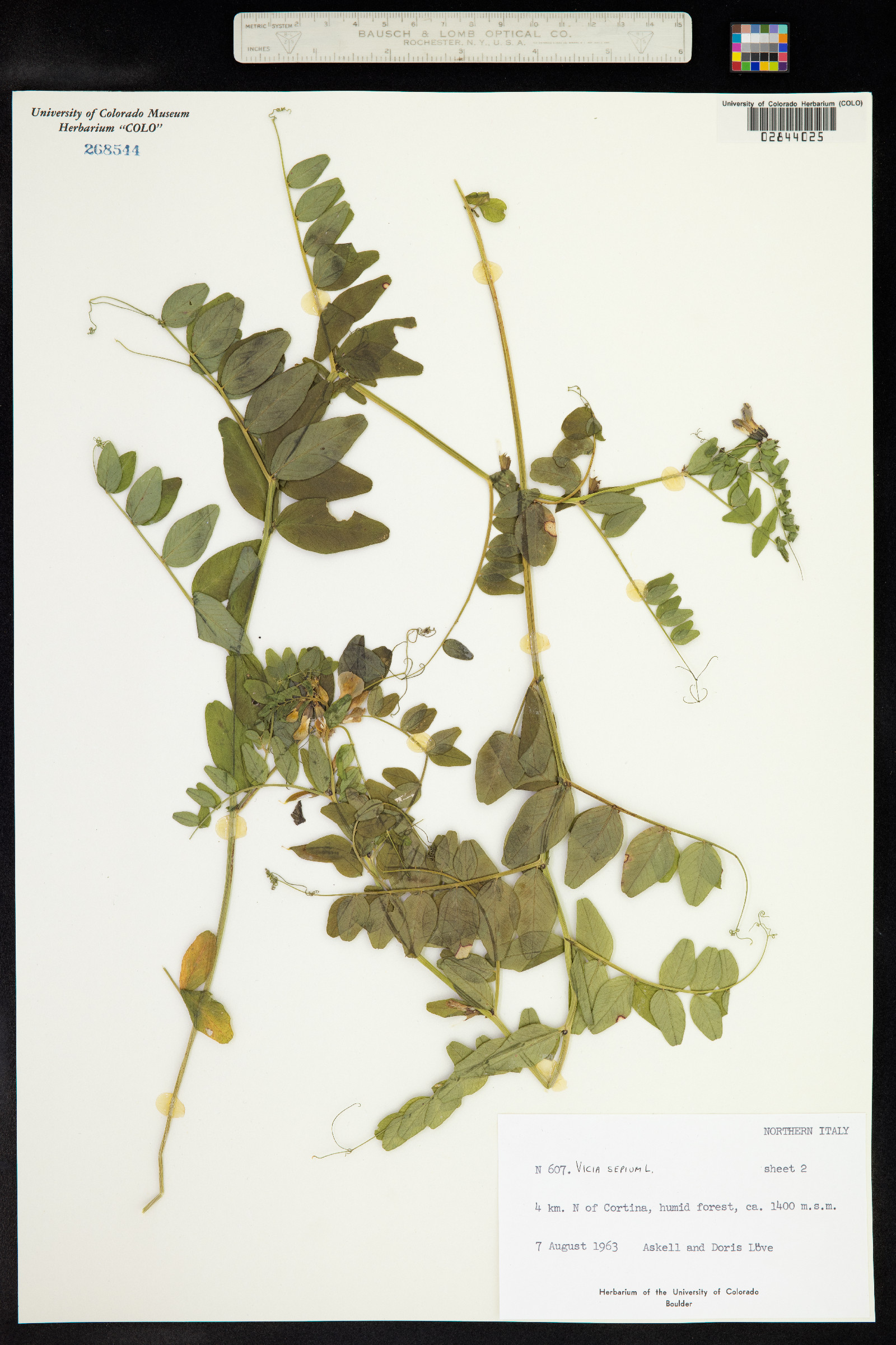 Vicia sepium image