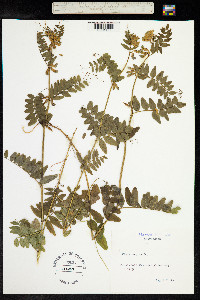 Vicia sepium image