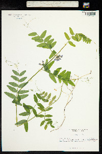 Vicia sepium image