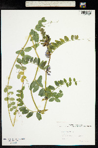 Vicia sepium image