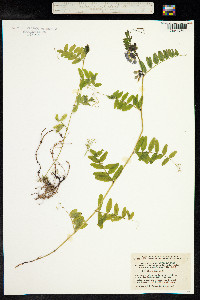 Vicia sepium image