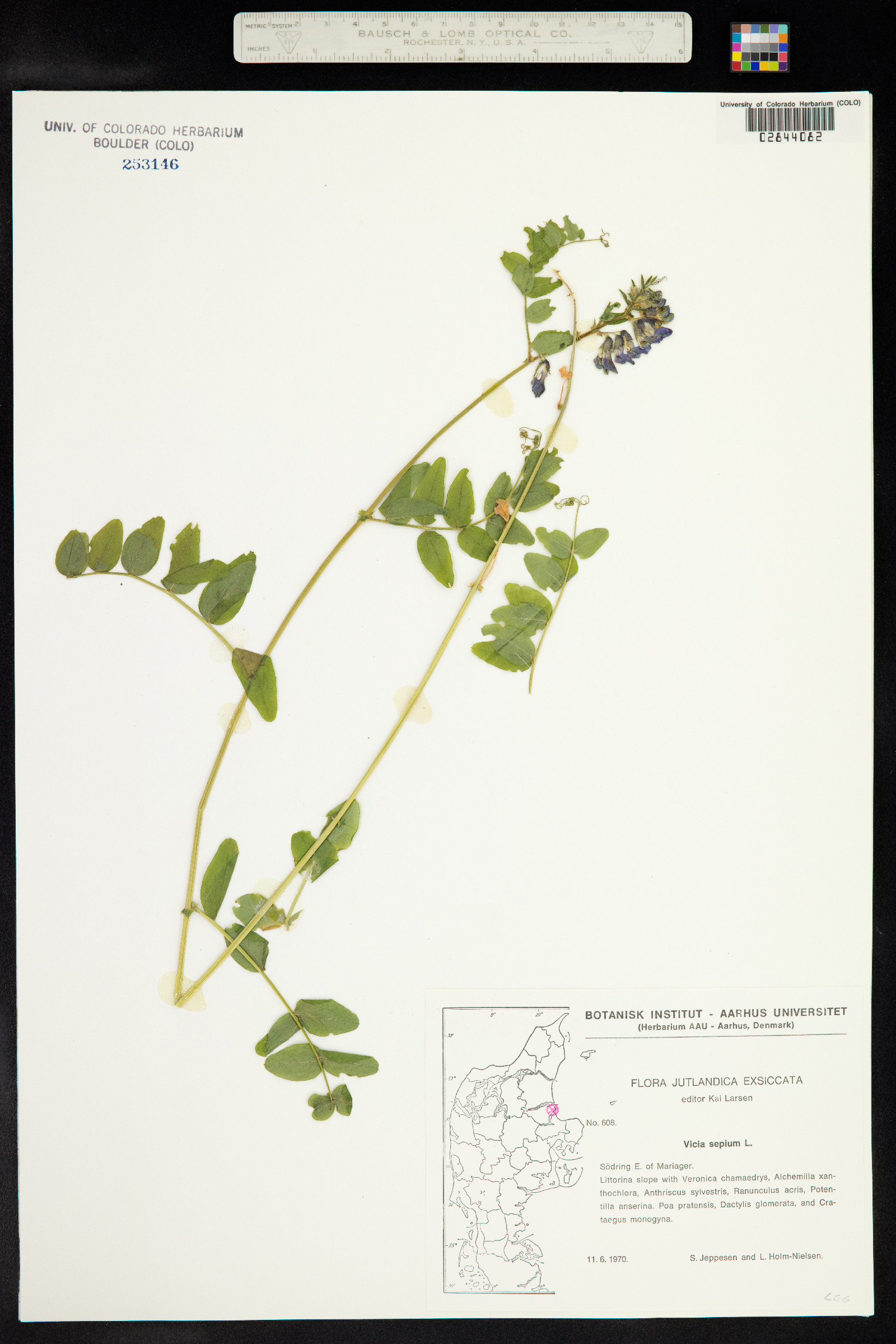 Vicia sepium image