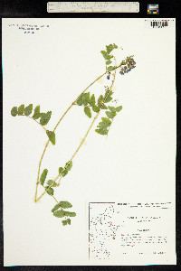 Vicia sepium image