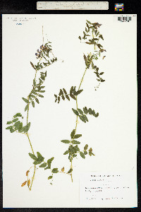 Vicia sepium image