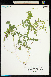 Vicia sepium image