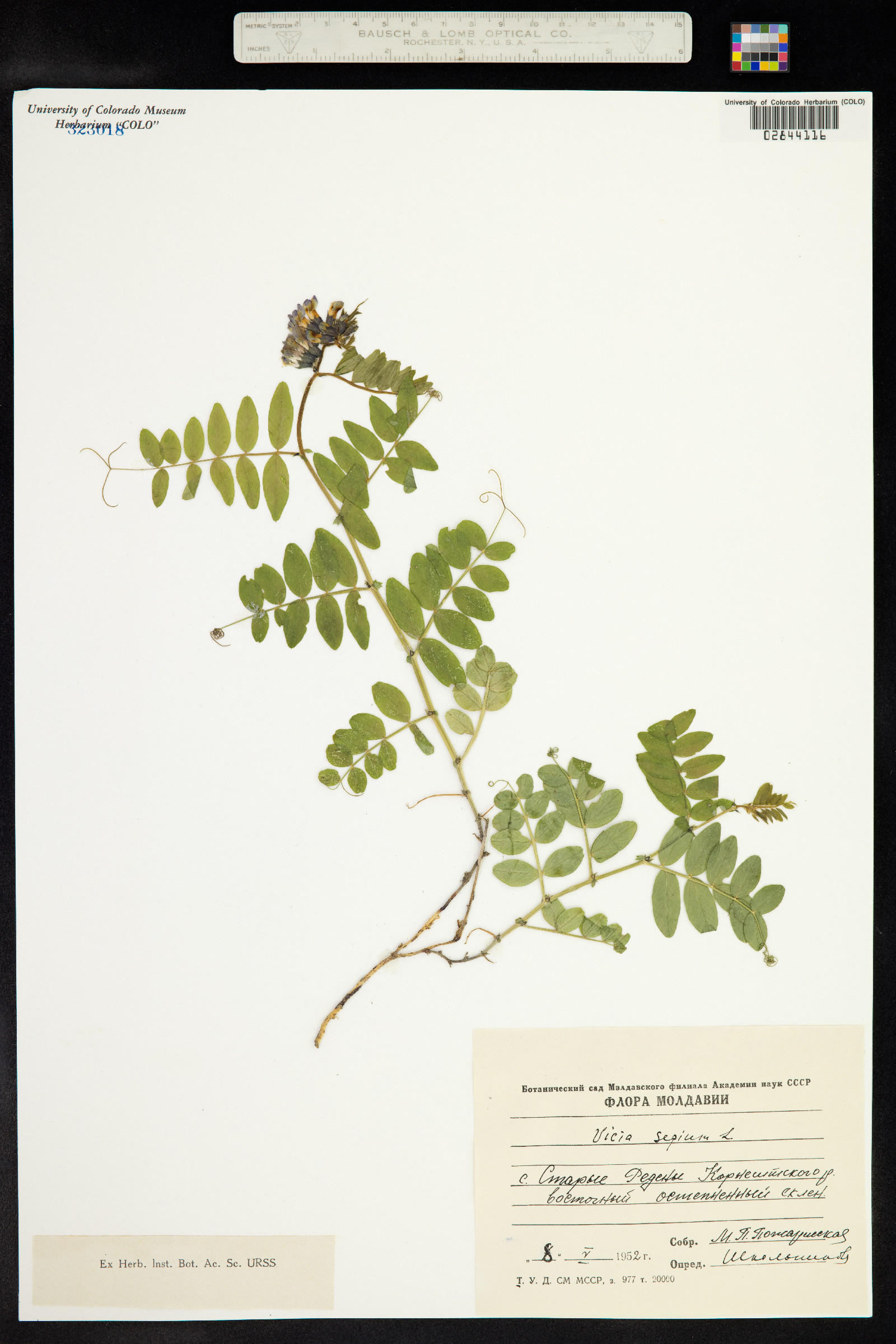 Vicia sepium image