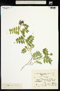 Vicia sepium image