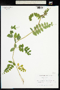 Vicia sepium image