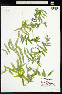 Vicia sepium image