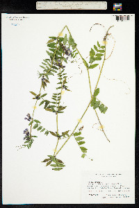 Vicia sepium image