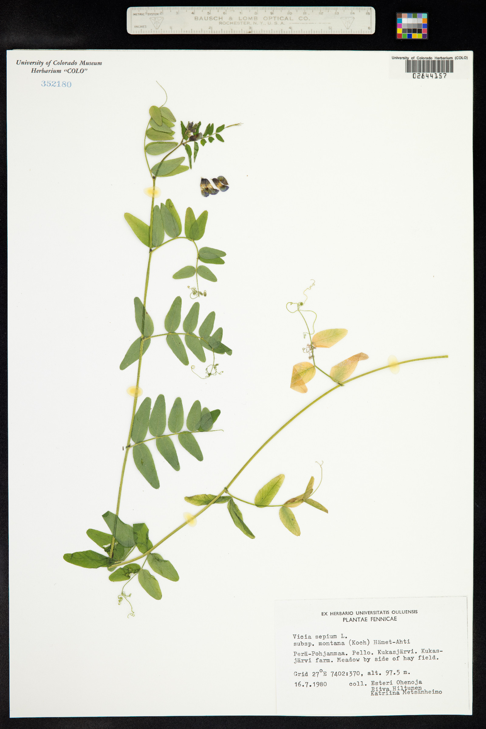 Vicia sepium image