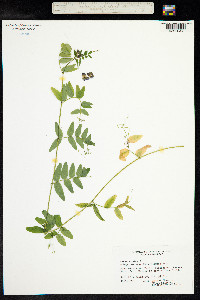 Vicia sepium image