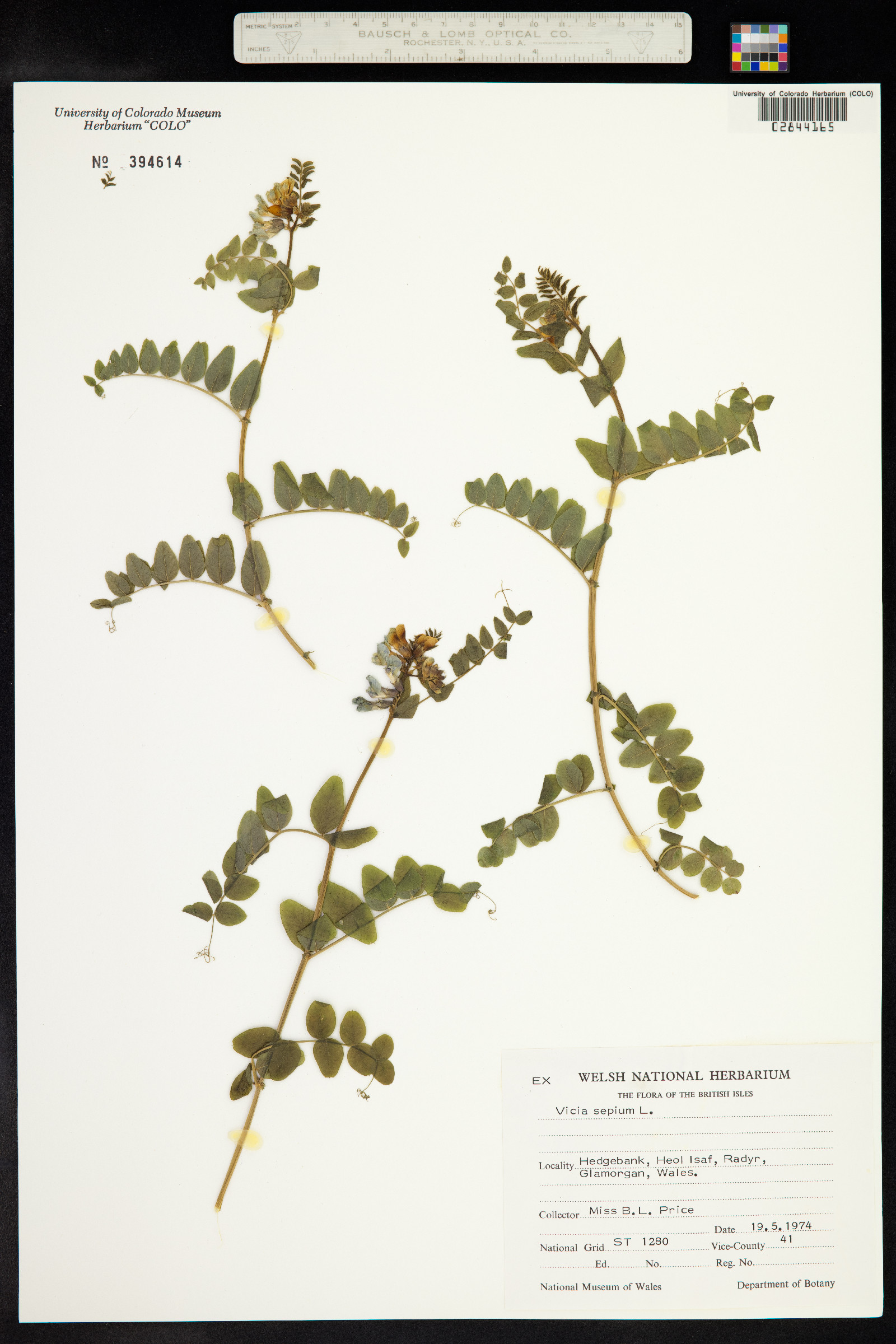 Vicia sepium image
