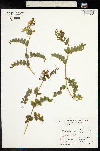 Vicia sepium image