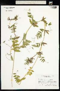 Vicia sepium image