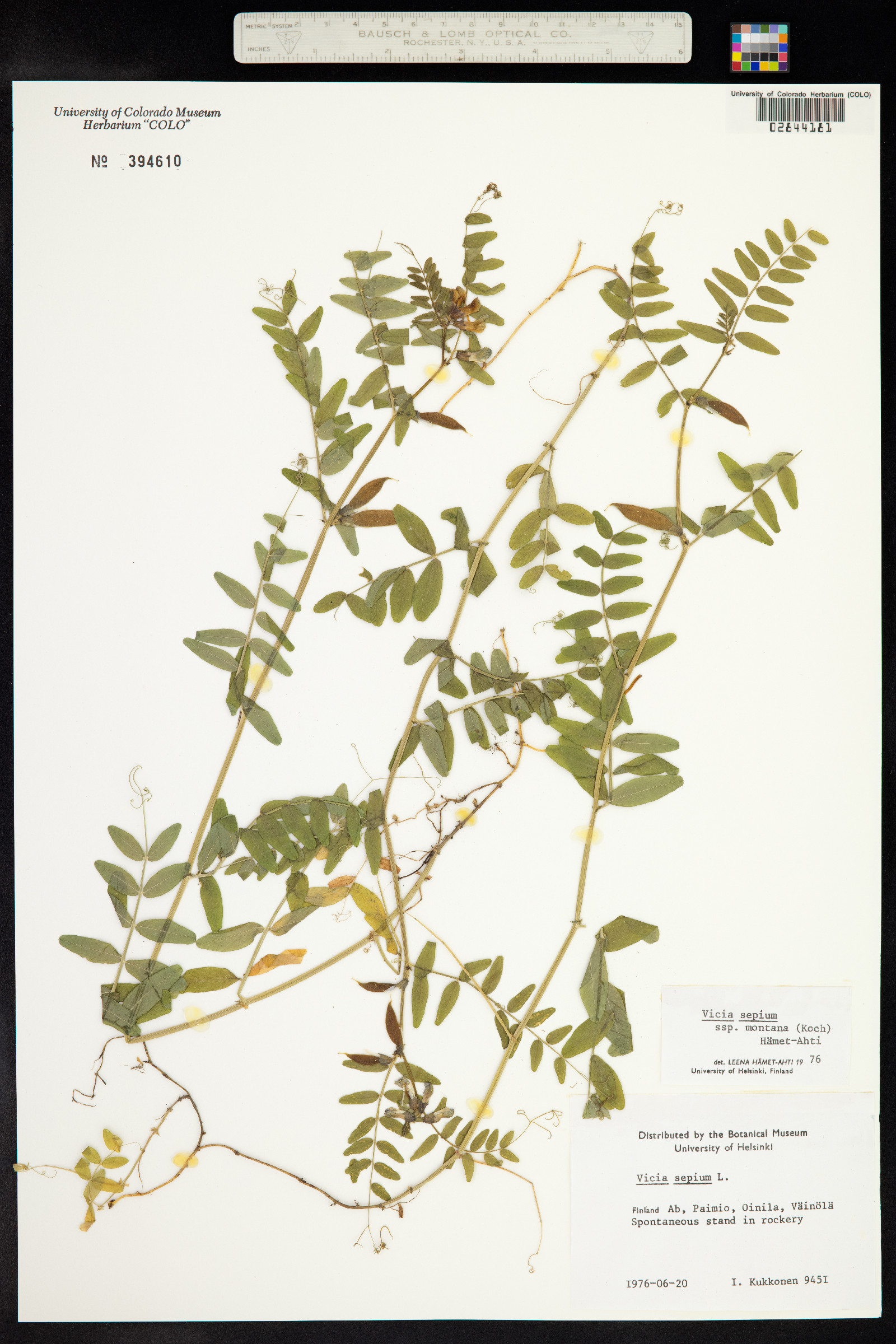 Vicia sepium image
