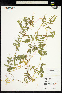 Vicia sepium image