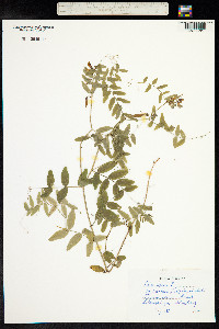 Vicia sepium image