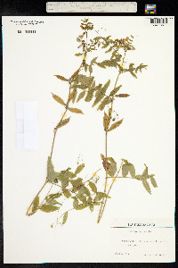 Vicia sepium image