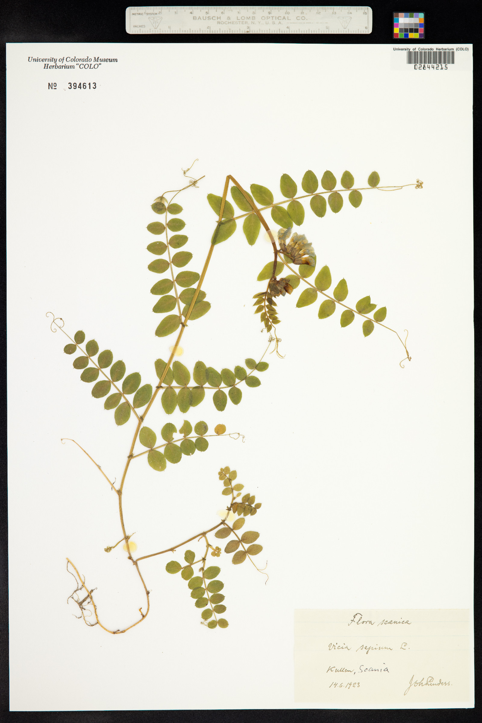 Vicia sepium image