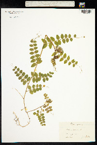 Vicia sepium image