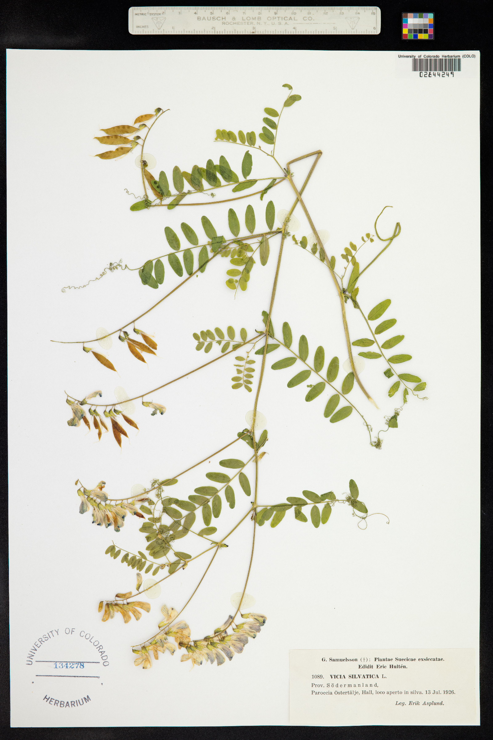 Vicia sylvatica image