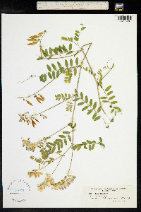 Vicia sylvatica image