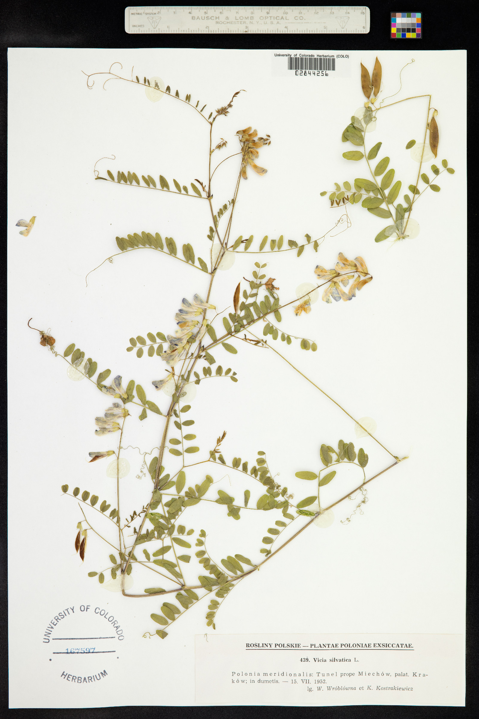 Vicia sylvatica image