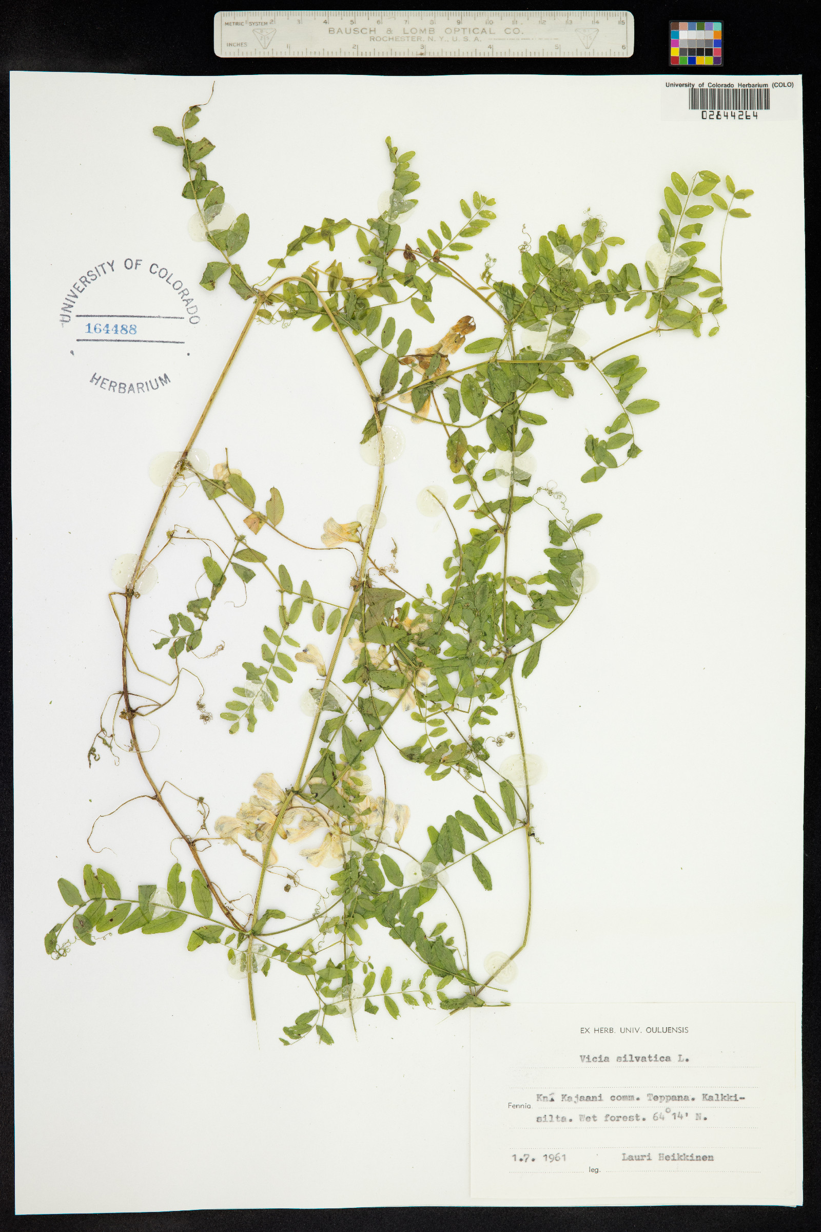 Vicia sylvatica image