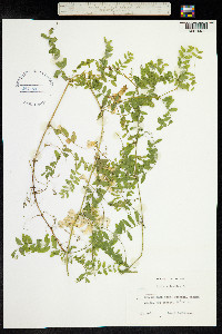 Vicia sylvatica image