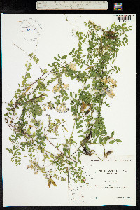 Vicia sylvatica image