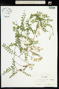 Vicia sylvatica image