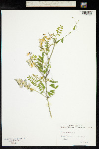 Vicia sylvatica image