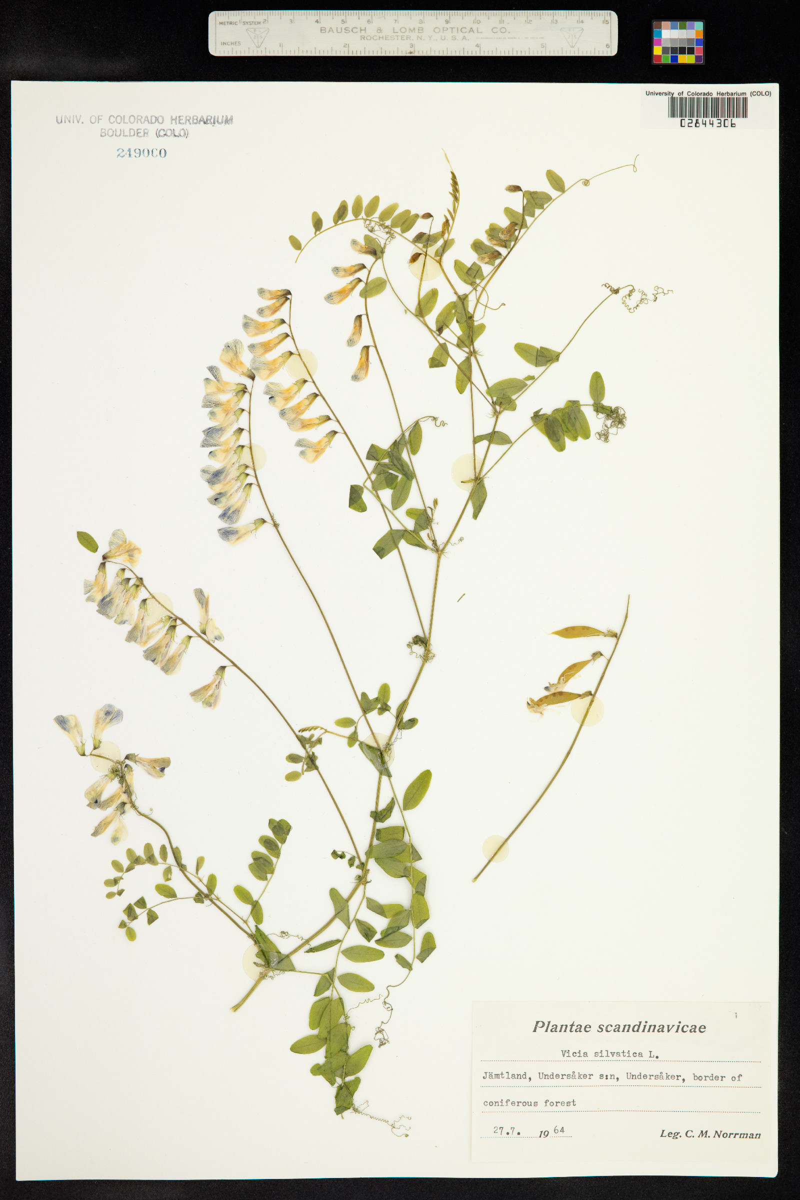 Vicia sylvatica image