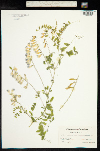 Vicia sylvatica image