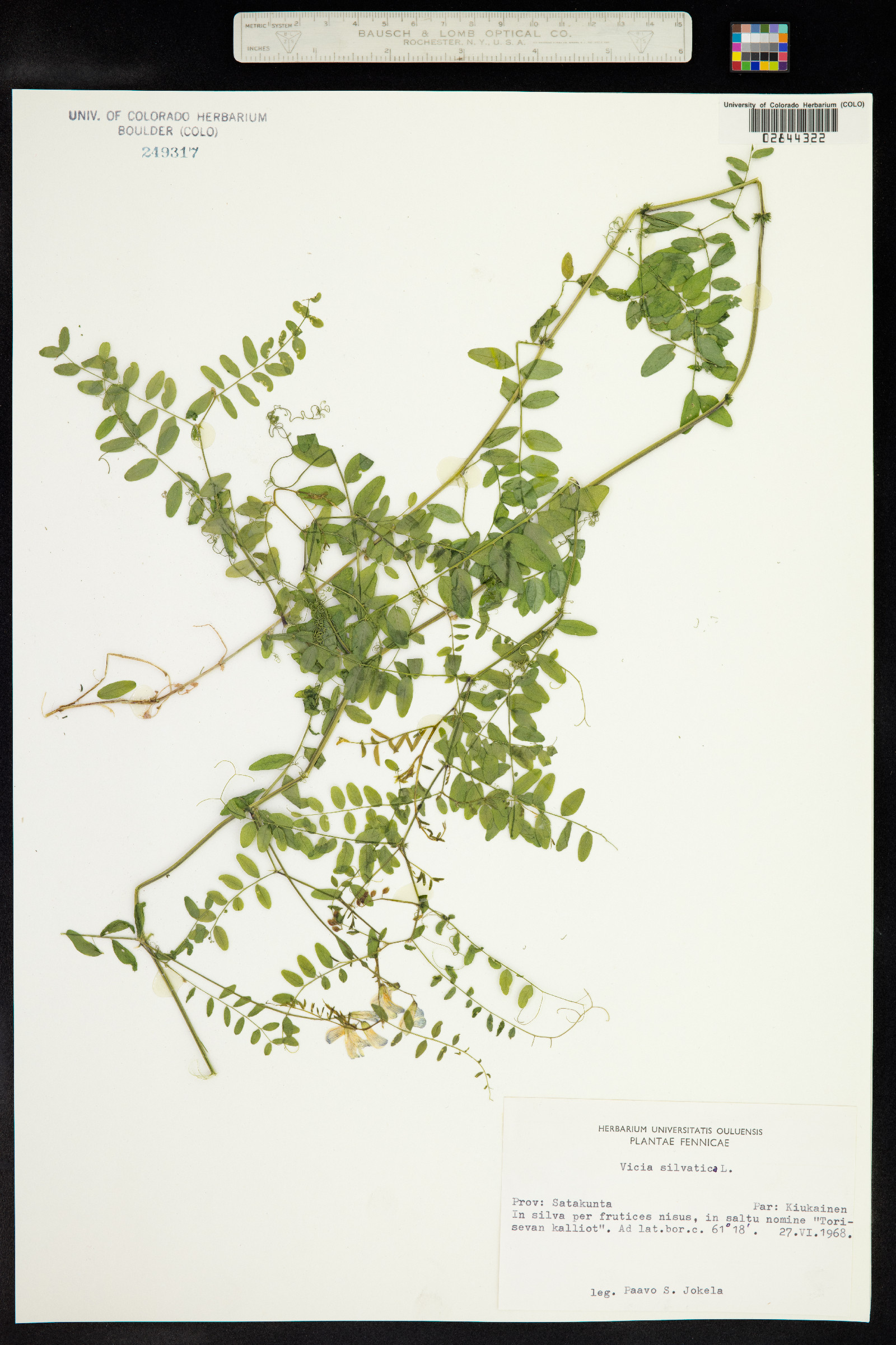 Vicia sylvatica image