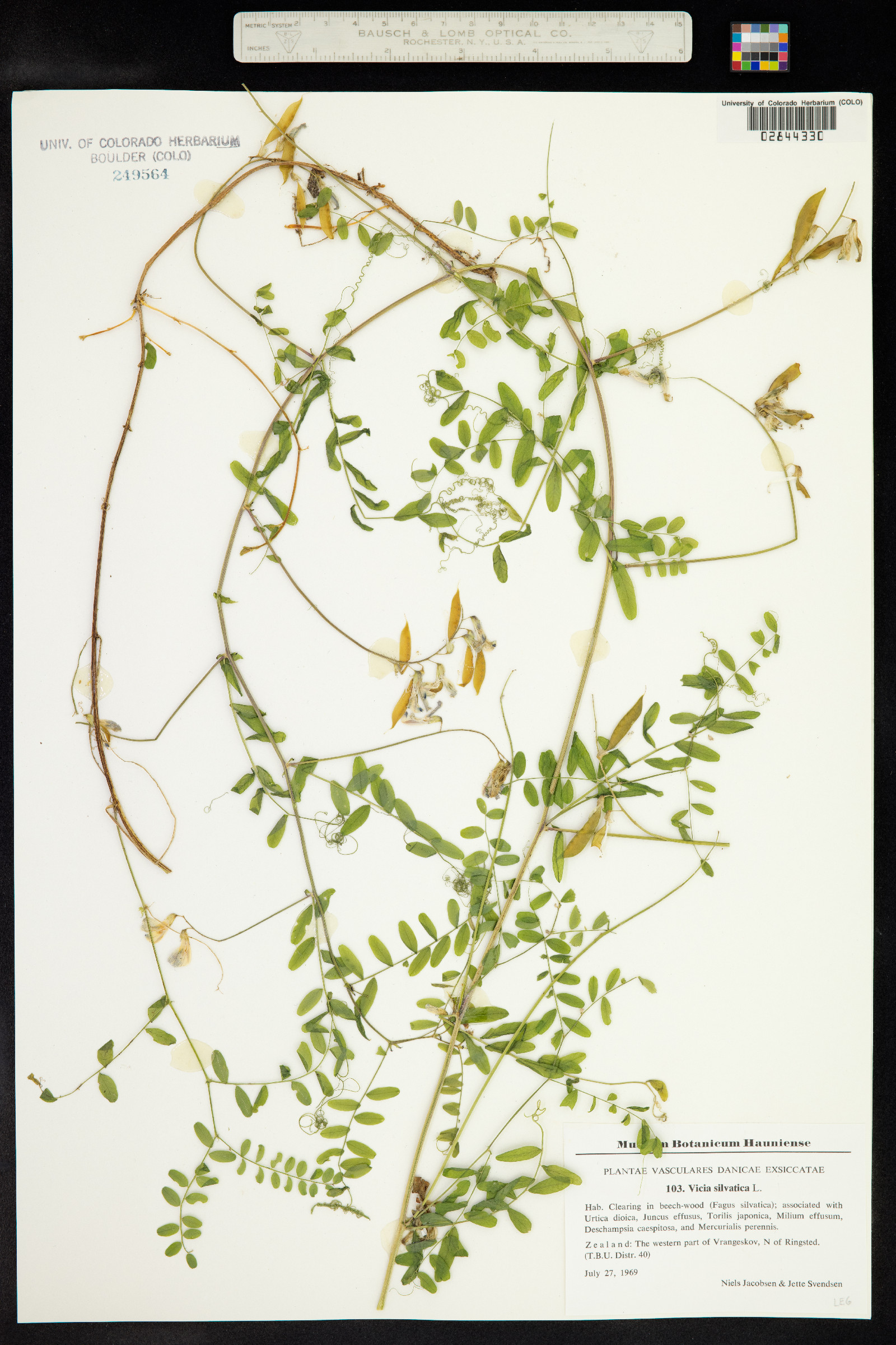 Vicia sylvatica image