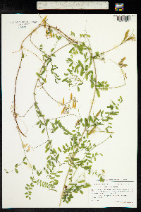 Vicia sylvatica image