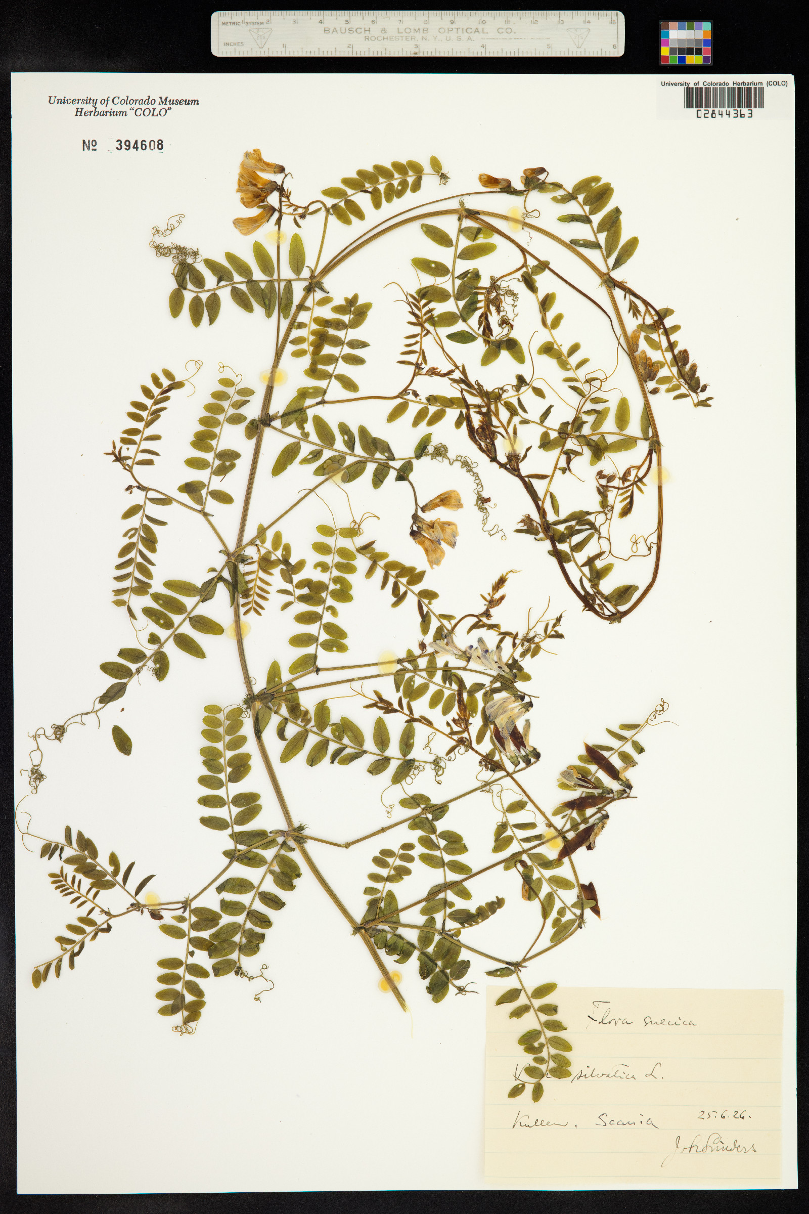 Vicia sylvatica image