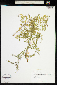 Vicia sylvatica image