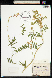 Vicia tenuifolia image