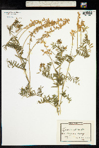 Vicia tenuifolia image