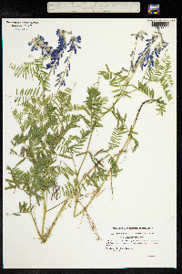 Vicia cracca image