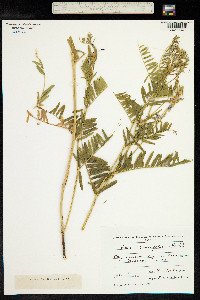 Vicia tenuifolia image