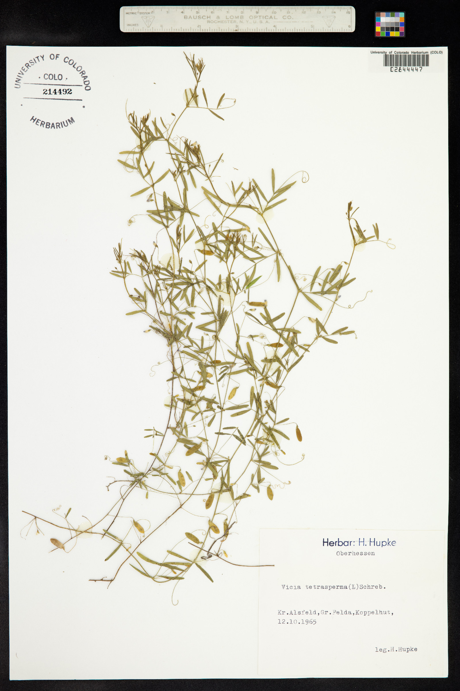 Vicia tetrasperma image