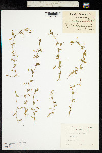 Vicia tetrasperma image