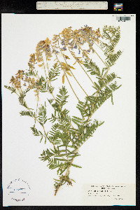 Vicia tenuifolia image